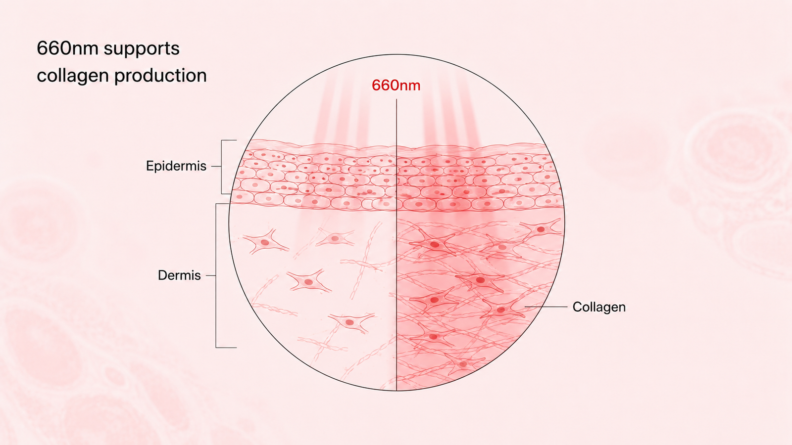 660nm